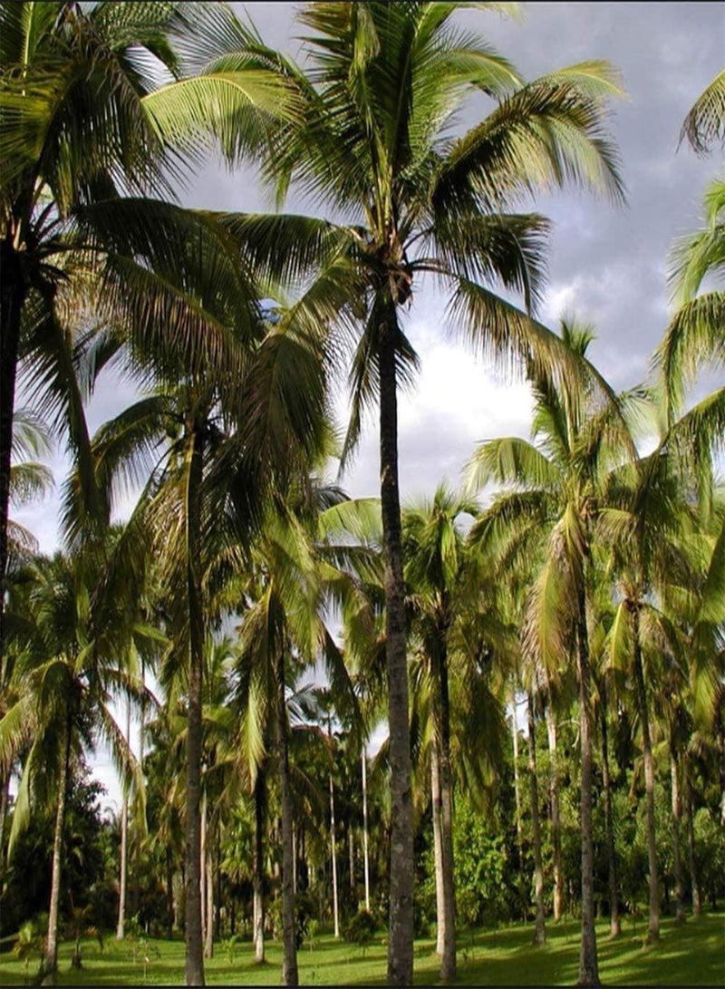 GGOOT 15pcs Palm Seeds Tall Trees Strong Drought Resistance Suitable for Garden Planting Beautiful Gardening Landscape Efficient Planting - Image 2