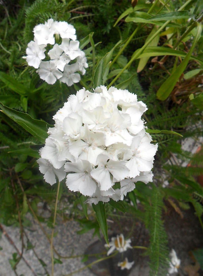 GGOOT Dianthus Barbatus, Sweet William - Standard Albus/White, 1g Approx 900 Seeds - Image 2