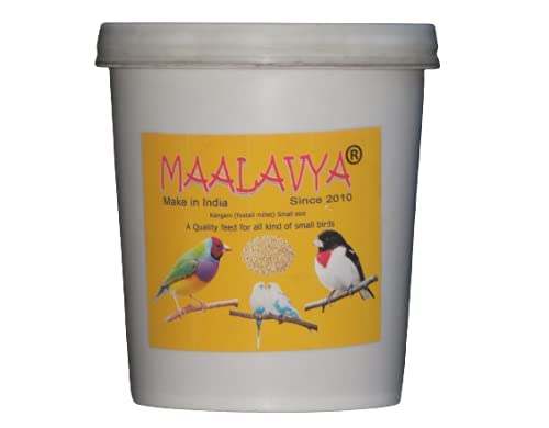 Maalavya Birds Feed/Food Kangani Foxtail Millet (Small Size) Bird Feed Specialsts 950 Grams - Image 1