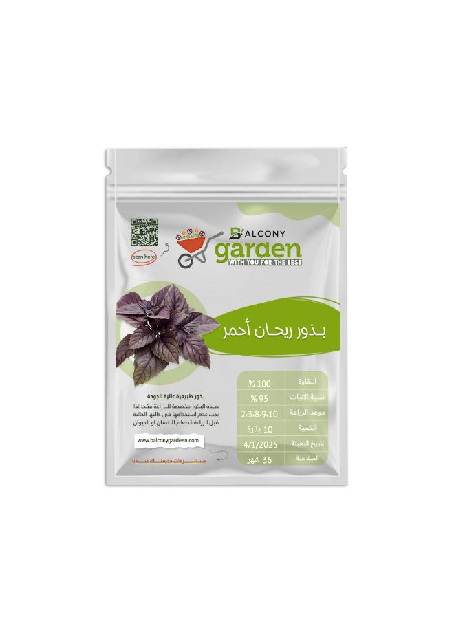 Royal Red Basil Seeds (10 seeds) - High germination pure strain for home and garden cultivation - Distinctive aromatic purple leaves