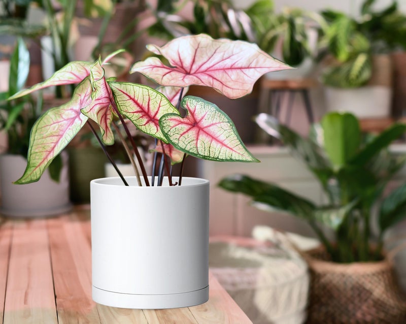 D'vine Dev 4 Pack 6 Inch Modern Plastic Plant Pots, Small Garden Planters for Plant with Drainage Holes and Saucers, White Color, 74-Z-J-2 - Image 5