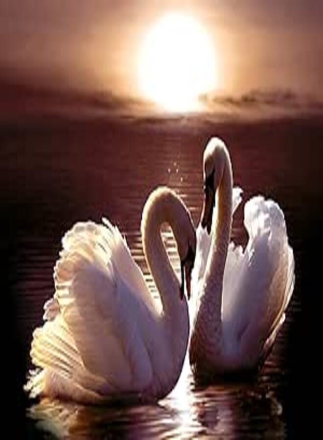 TOMAX Tomax Loving swans 300pcs puzzle 
