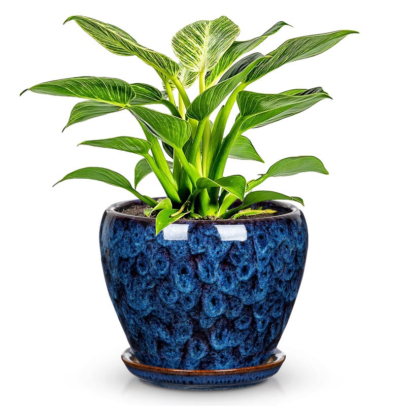 Hollyone Ceramic Planter Blue Ceramic Plant Pot for Plants Flowers 55 inch with Drainage Hole and Saucers Ceramic Glaze Round Flower Plant Pot for Indoor Outdoor Round Succulent Orchid Flower Pot - Image 2