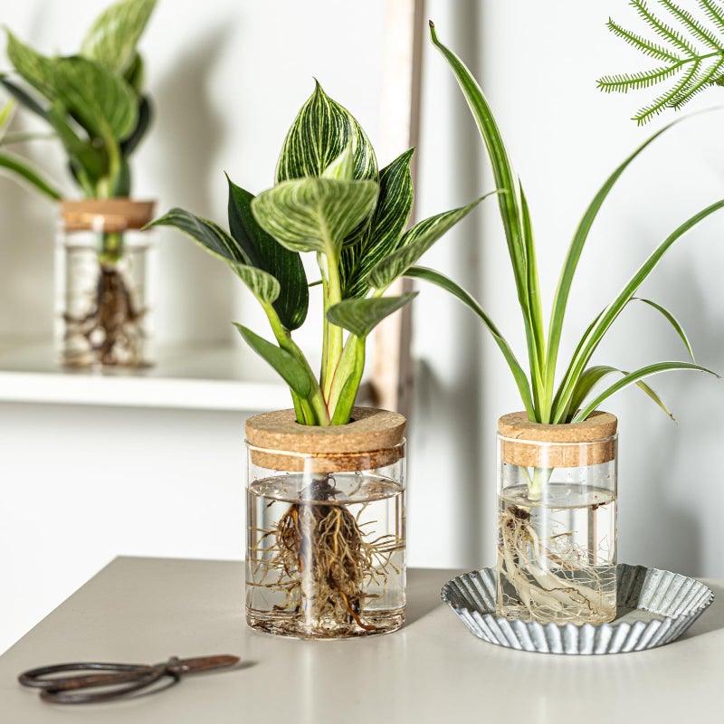 CHPINDAM Glass Propagation Stations for Plants -Desktop Flower Vases,Propagation Flower Vases Set â€“ 2 Large & 2 Small for Plant Cuttingsï¼Œfor Living Room, Bedroom Decoration,Home,Office Decor (8) - Image 4