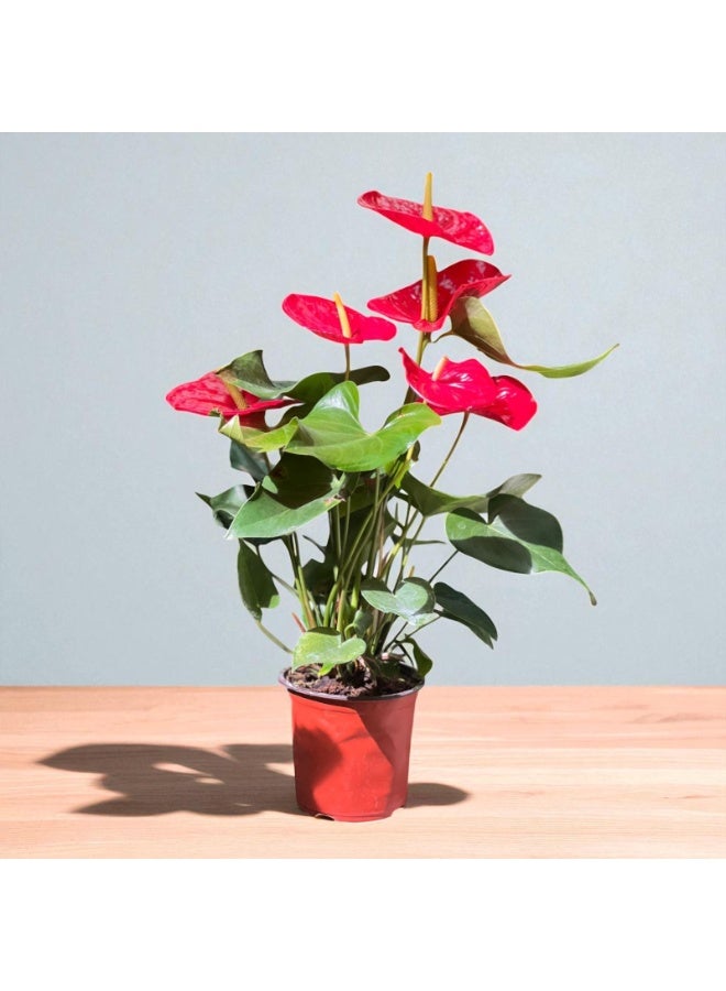 Anthurium Live Indoor Flowering Plant with Red Heart-Shaped Blooms and Glossy Green Leaves   Perfect Houseplant for Home and Office Decor Air Purifying Live Plant