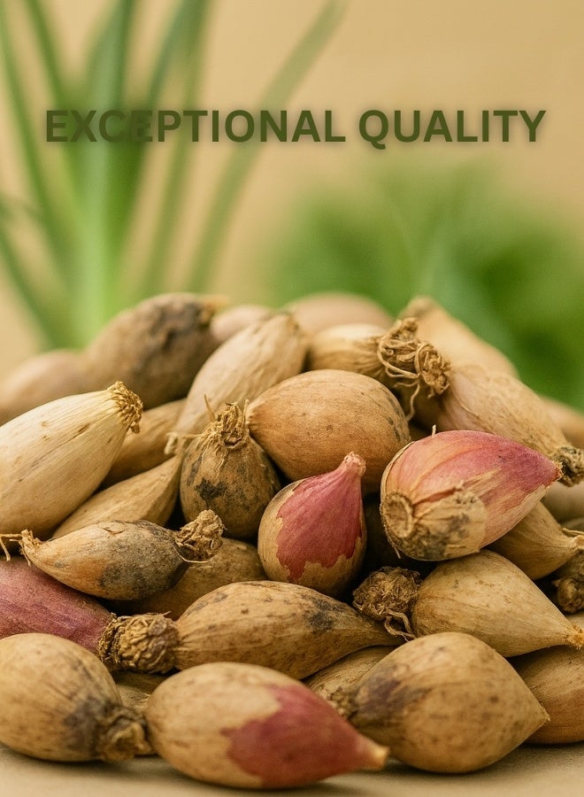 Zahr Yemeni Male Garlic – 100% Pure & Natural Whole Spice | Hand-Sorted, High Grade, Premium Quality Dried Garlic Pods for Health, Cooking & Herbal Use - Image 2