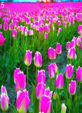 100Pcs/Bag Tulip Seeds,Natural Perennial Fragrance Bright Color Bonsai Seeds for Balcony Planting Garden Yard Outdoor 1 5 - pzsku/Z664178F3AC109D0DCC4EZ/45/1743077303/7766ebb9-f463-4f19-83ec-db70b5a42e2e