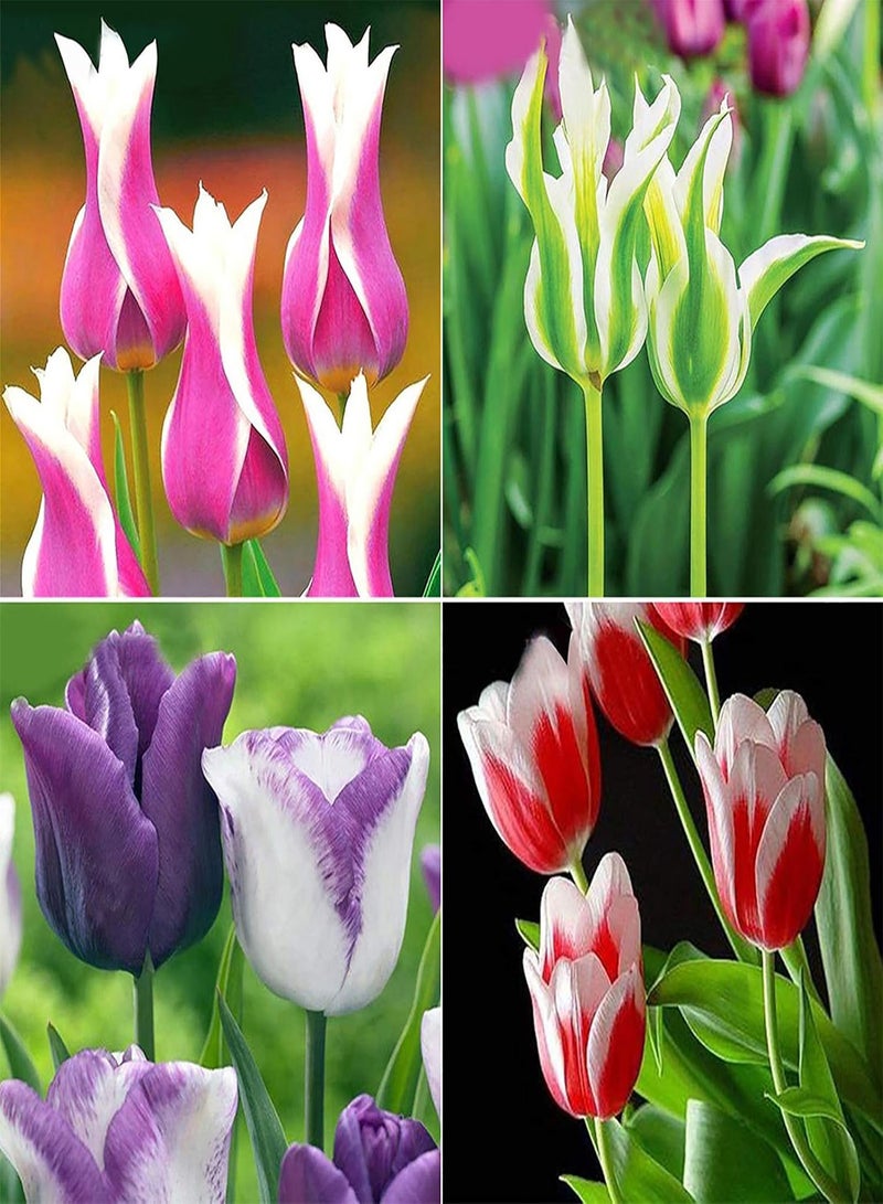 100Pcs/Bag Tulip Seeds,Natural Perennial Fragrance Bright Color Bonsai Seeds for Balcony Planting Garden Yard Outdoor 1 5