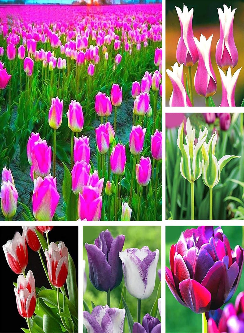 100Pcs/Bag Tulip Seeds,Natural Perennial Fragrance Bright Color Bonsai Seeds for Balcony Planting Garden Yard Outdoor 1 5