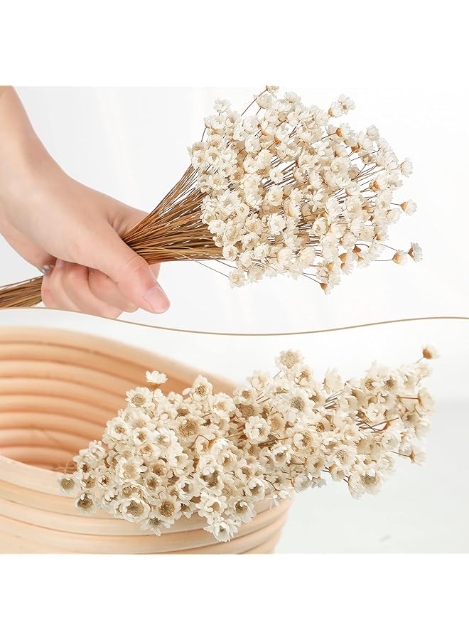 erorex Natural Dry Flowers Brazilian Small Star Daisy Dried White Flowers Dried Daisy Flowers Decorative Dried Flowers Mini Daisy Chamomile Bouquet For Wedding Floral Arrangements Home Decorations 200Pcs - Image 4