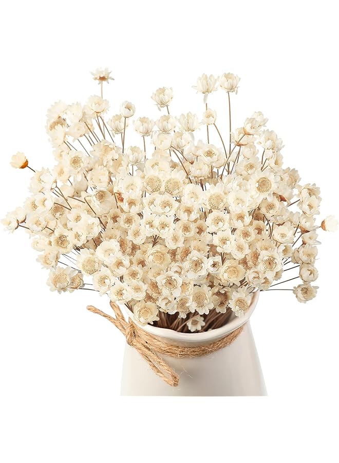 erorex Natural Dry Flowers Brazilian Small Star Daisy Dried White Flowers Dried Daisy Flowers Decorative Dried Flowers Mini Daisy Chamomile Bouquet For Wedding Floral Arrangements Home Decorations 200Pcs - Image 1