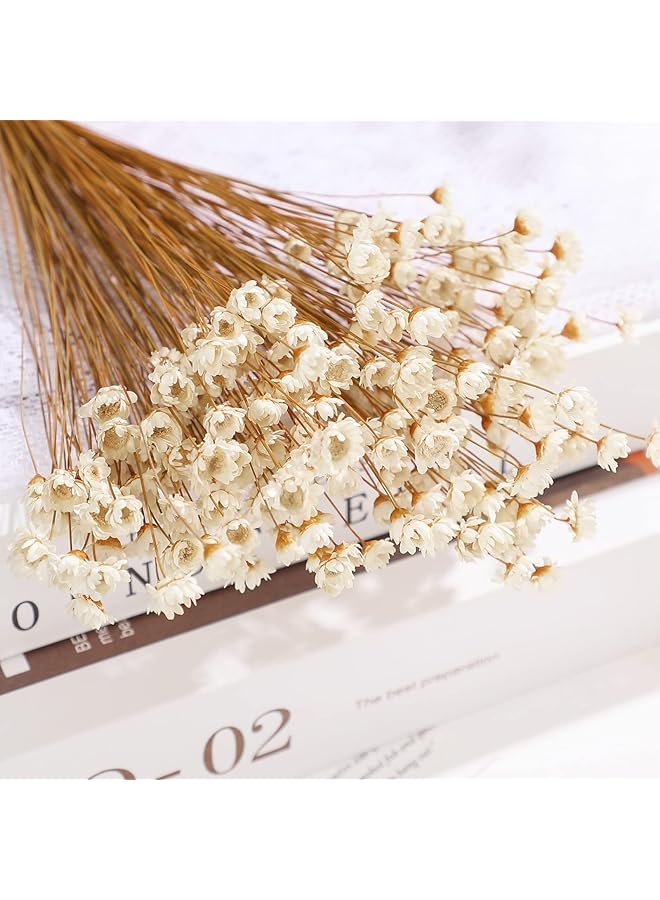 erorex Natural Dry Flowers Brazilian Small Star Daisy Dried White Flowers Dried Daisy Flowers Decorative Dried Flowers Mini Daisy Chamomile Bouquet For Wedding Floral Arrangements Home Decorations 200Pcs - Image 2