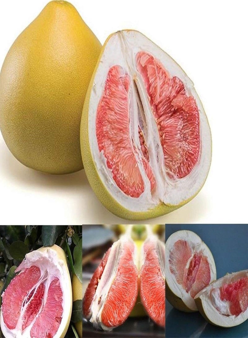 GGOOT Fruit Seeds for Gardening-40Pcs Red Pomelo Citrus Grapefruit Shaddock Sweet Fruit Tree Garden Plant Seeds - Red Pomelo Seeds - Image 3
