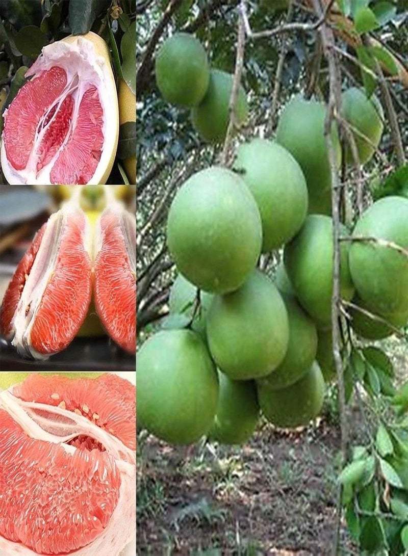 GGOOT Fruit Seeds for Gardening-40Pcs Red Pomelo Citrus Grapefruit Shaddock Sweet Fruit Tree Garden Plant Seeds - Red Pomelo Seeds - Image 2