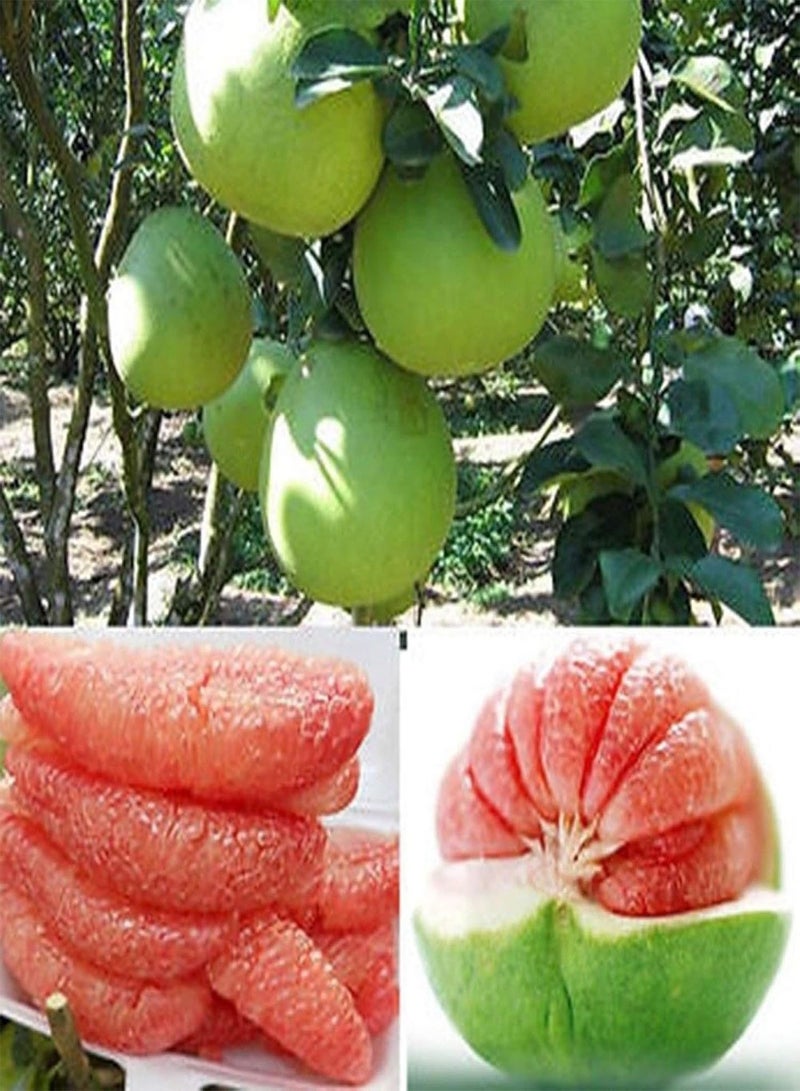 GGOOT Fruit Seeds for Gardening-40Pcs Red Pomelo Citrus Grapefruit Shaddock Sweet Fruit Tree Garden Plant Seeds - Red Pomelo Seeds - Image 1