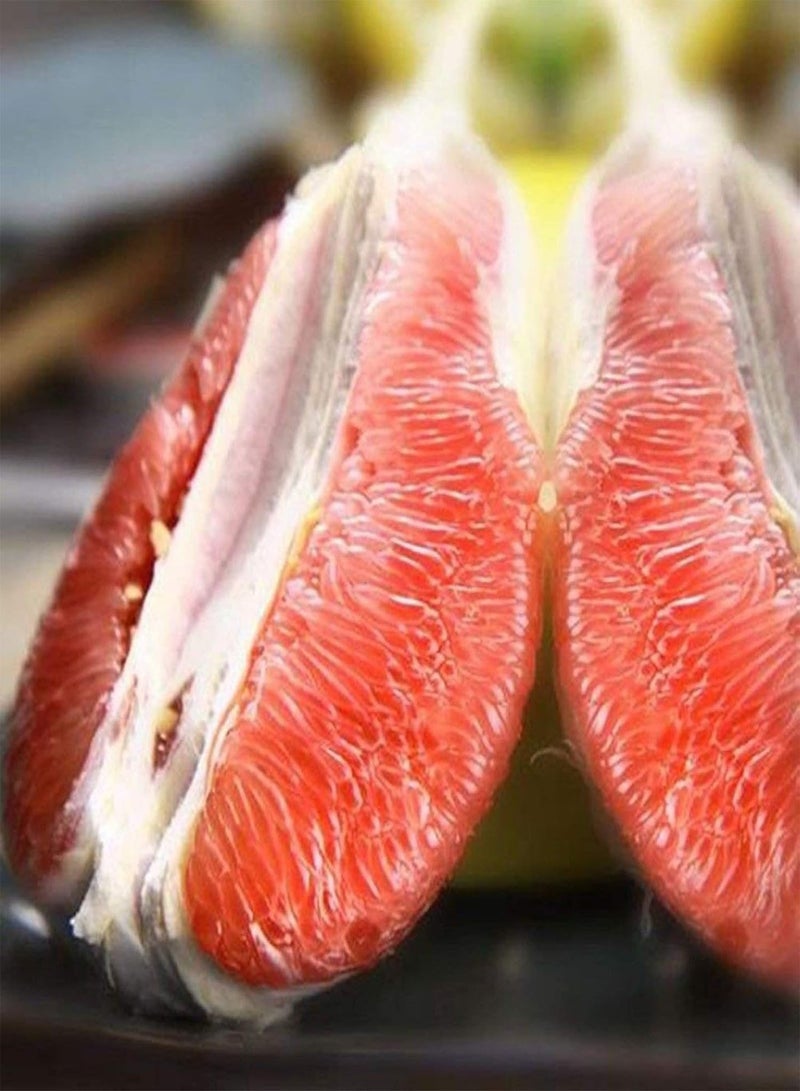 GGOOT Fruit Seeds for Gardening-40Pcs Red Pomelo Citrus Grapefruit Shaddock Sweet Fruit Tree Garden Plant Seeds - Red Pomelo Seeds - Image 5