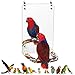 Coolrunner 94 Bird Mirror for Cage Coolrunner Bird Parrot Mirror with Rope for Cockatiel Conures Lovebirds Parrot Canaries and Budgies - Image 3