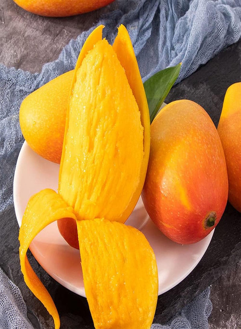 جي جوت 3 قطع بذور مانجو عصيرية فاكهة حمراء مميزة ذات قيمة زخرفية وقيمة اقتصادية مناسبة لتزيين فناء الحديقة - Image 2