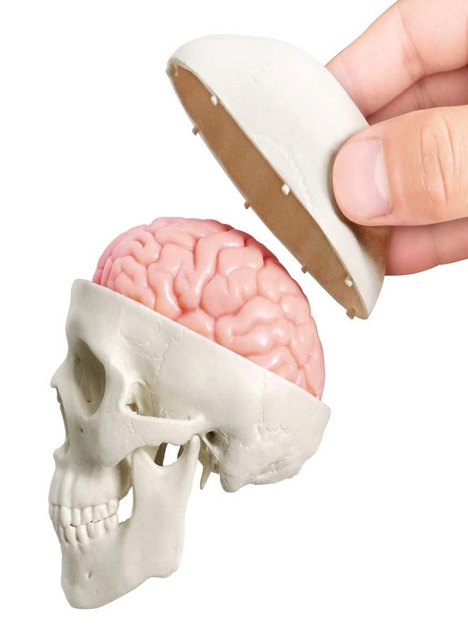 Generies 2025 New Human Skull Model,3 Part With 2-Part Human Brain;Half Life Size Skull with Brain;Human Head With Brain for Medical Teaching Learning, Art Sketch,Educational Display Tool Human Anatomy - Image 5