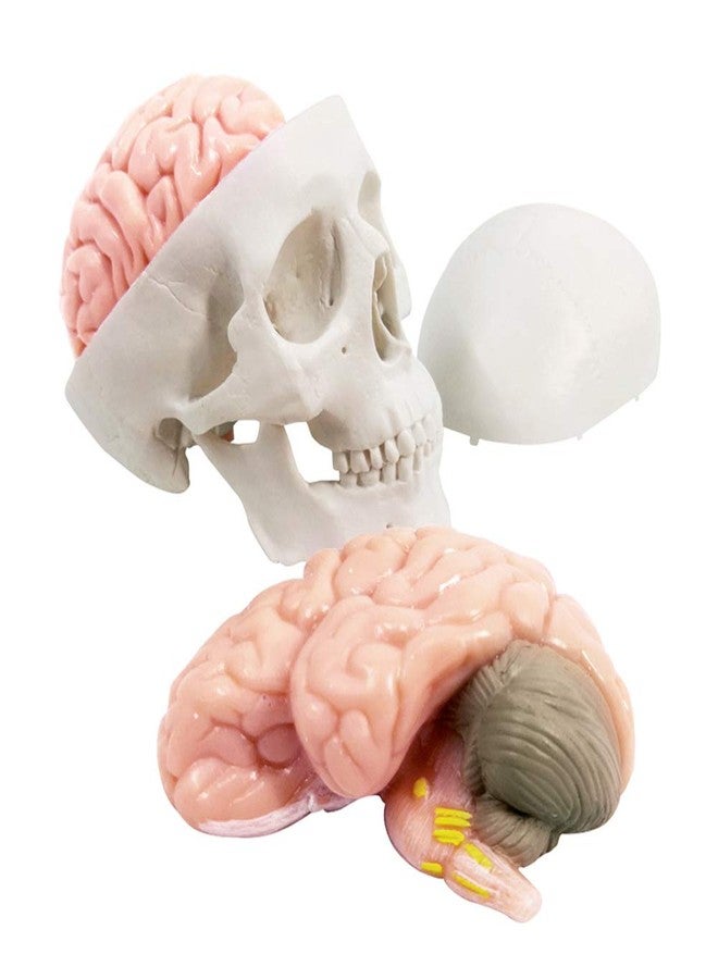 Generies 2025 New Human Skull Model,3 Part With 2-Part Human Brain;Half Life Size Skull with Brain;Human Head With Brain for Medical Teaching Learning, Art Sketch,Educational Display Tool Human Anatomy - Image 2