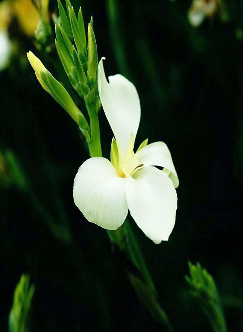 GGOOT 10pcs White Canna Lily Seeds are Highly Adaptable and Easy to Survive Can Be Used to Decorate Flower Beds and Frames Window Frames Easy to Plant - Image 1