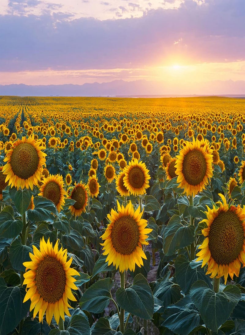 GGOOT Sun Flower,High Germination Rate,Gardening Essentials,Strong Root,Sunflower seeds-300 pcs,B