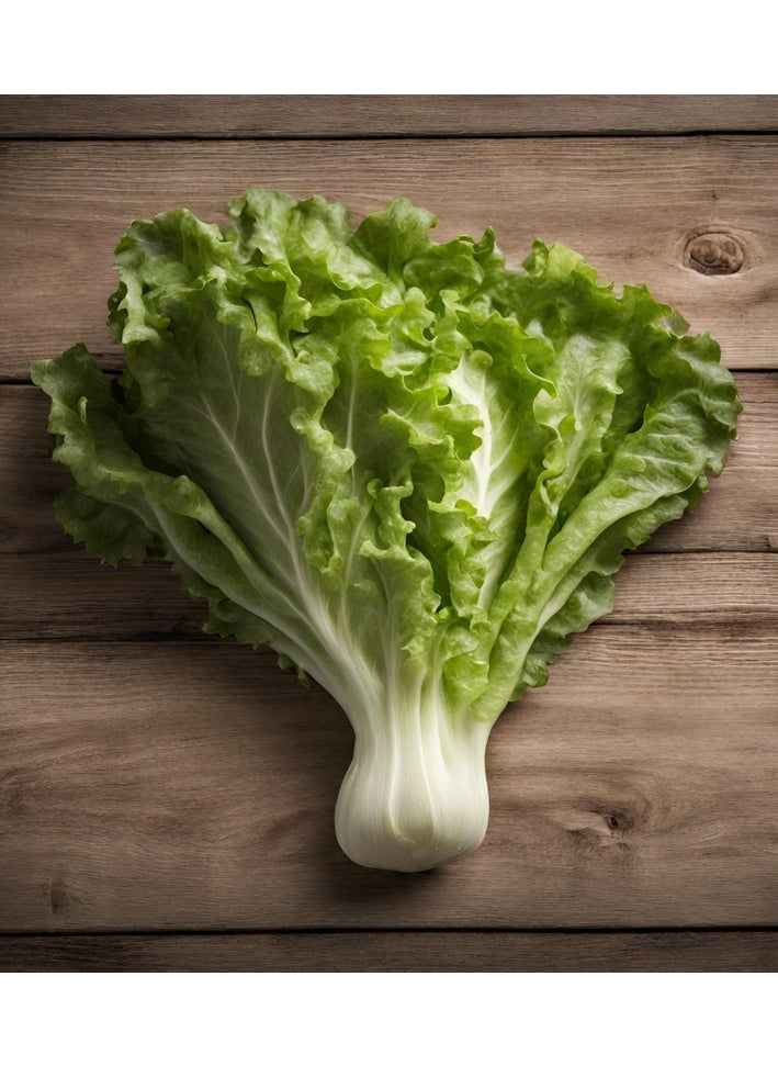 GROW Lettuce seeds al-fajr 