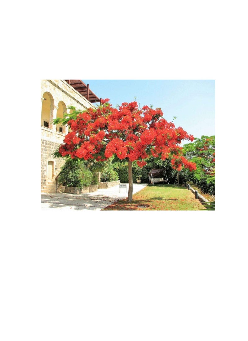 ماركة غير محددة 10 بذور زهرة شجرة البوينسيانا الملكية Delonix Regia الملقب باللهب الأحمر  - Image 3