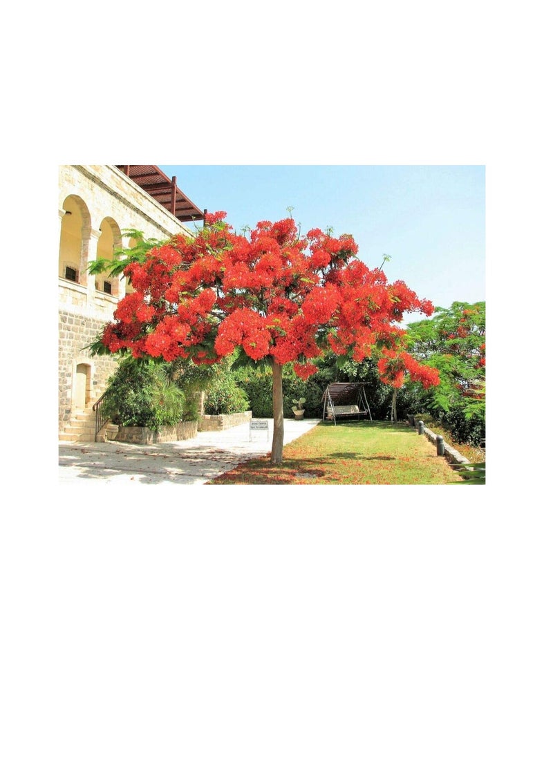ماركة غير محددة 10 بذور زهرة شجرة البوينسيانا الملكية Delonix Regia الملقب باللهب الأحمر  - Image 2