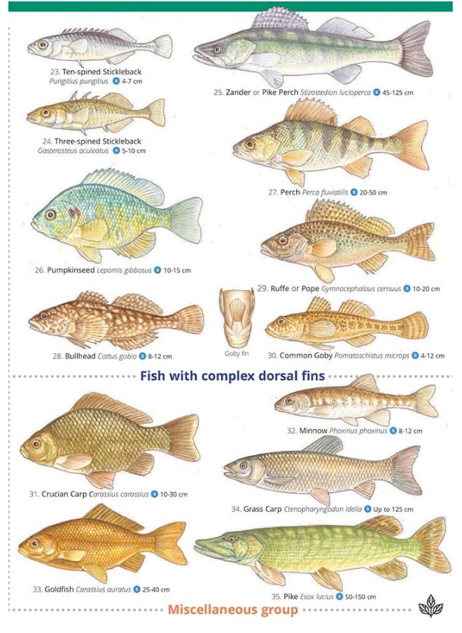 null - Guide to British Freshwater Fishes - Image 1