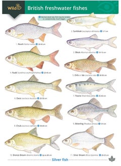 Guide to British Freshwater Fishes