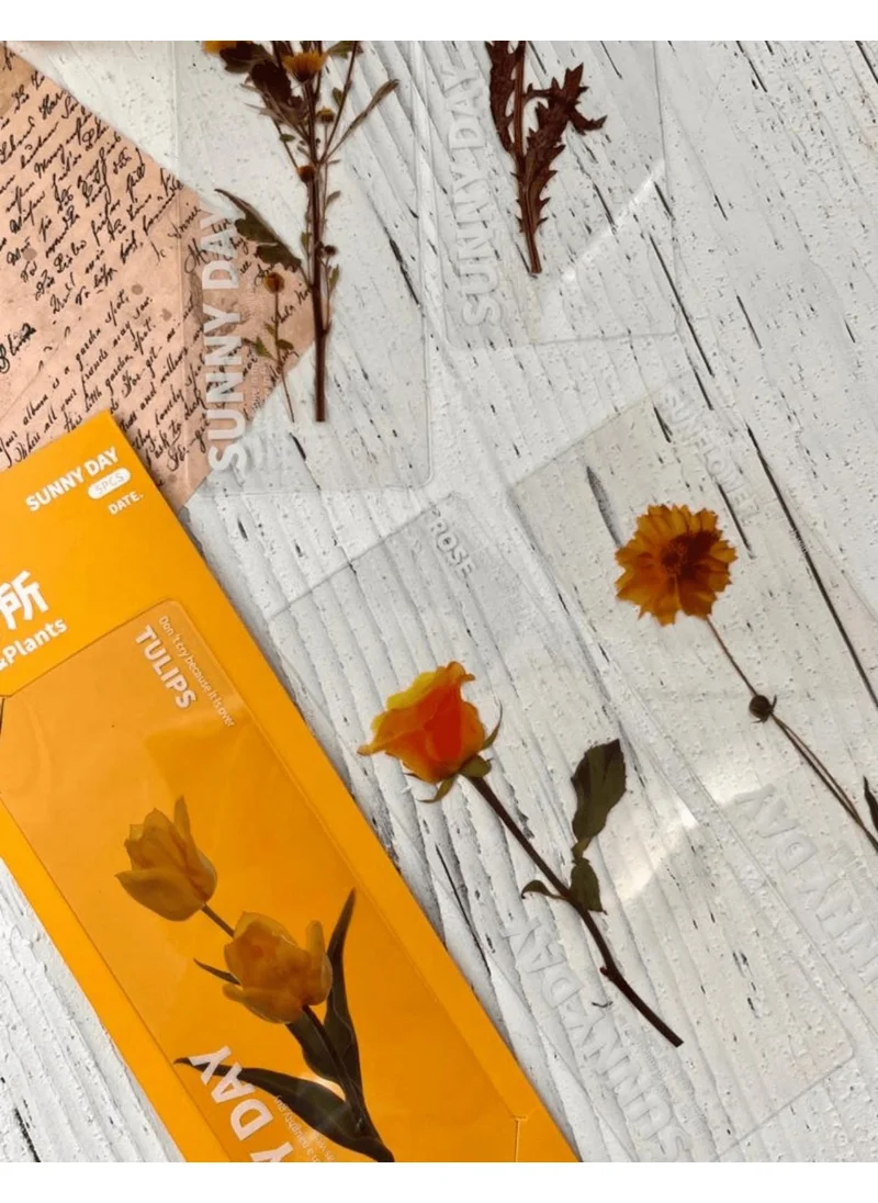Kağıt Gemi Dükkan Paper Ship Shop 5-Piece Floral Transparent Yellow Box Bookends