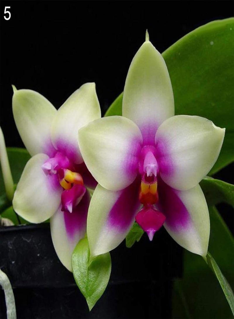 GGOOT Seed for Planting,100Pcs Rare Orchid Seeds Cymbidium Flower Plant Home Office Garden Bonsai Decor-2#-Orchid Seeds - Image 4