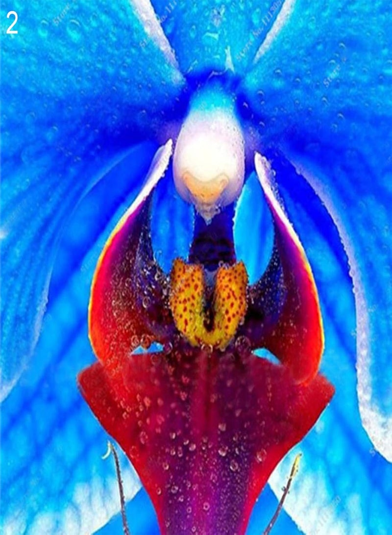 GGOOT Seed for Planting,100Pcs Rare Orchid Seeds Cymbidium Flower Plant Home Office Garden Bonsai Decor-2#-Orchid Seeds - Image 1