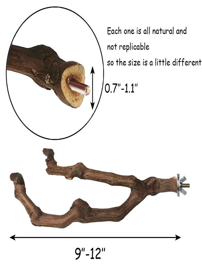 كاثسون مجثم طبيعي للببغاء من كاتسون، عصا عنب بري، شوكة طحن مخالب، أغصان للتسلق، لعبة مضغ، ملحقات قفص للببغاوات الصغيرة، طيور البادجي، الكوكاتيل، طيور الحب، قطعتان - Image 3