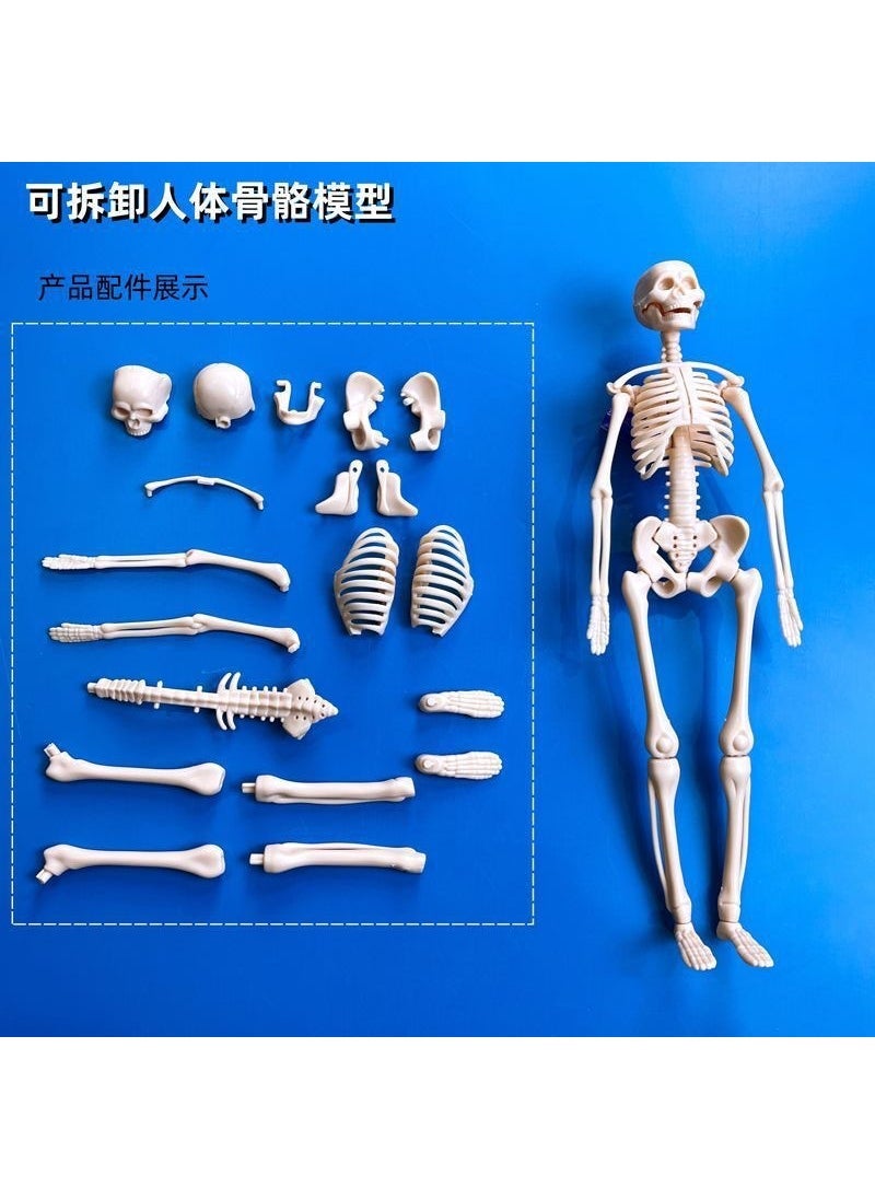 Arabest Human body structure model toy childrens stem cognitive science and education puzzle organ assembly skeleton structure manufacturer Separate skeleton part