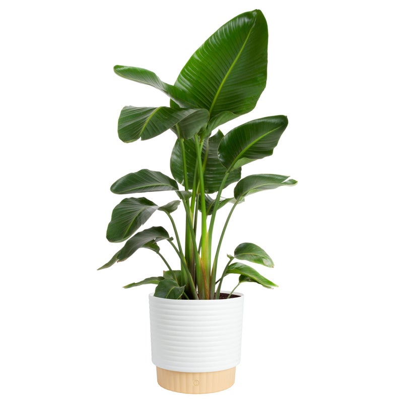 Costa Farms White Bird of Paradise Live Plant in Decorative Pot, Large Indoor Houseplant, Perfect for Home, Room, or Office Decor, Great House Warming or Birthday Gift, 2-3 Feet Tall - Image 1