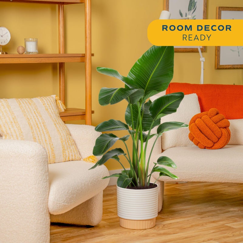 Costa Farms White Bird of Paradise Live Plant in Decorative Pot, Large Indoor Houseplant, Perfect for Home, Room, or Office Decor, Great House Warming or Birthday Gift, 2-3 Feet Tall - Image 2
