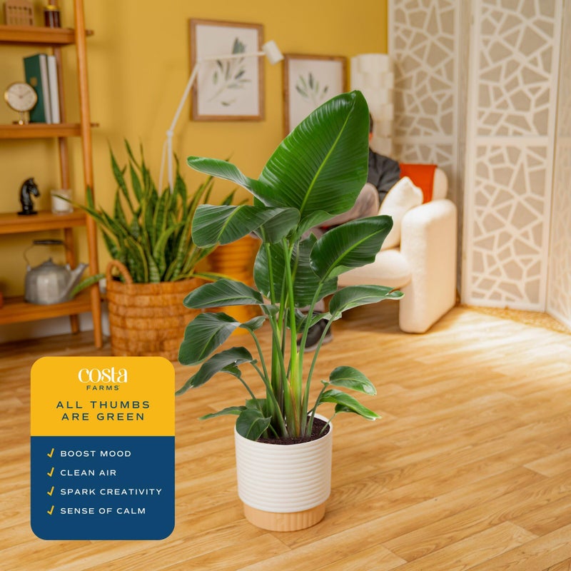Costa Farms White Bird of Paradise Live Plant in Decorative Pot, Large Indoor Houseplant, Perfect for Home, Room, or Office Decor, Great House Warming or Birthday Gift, 2-3 Feet Tall - Image 5