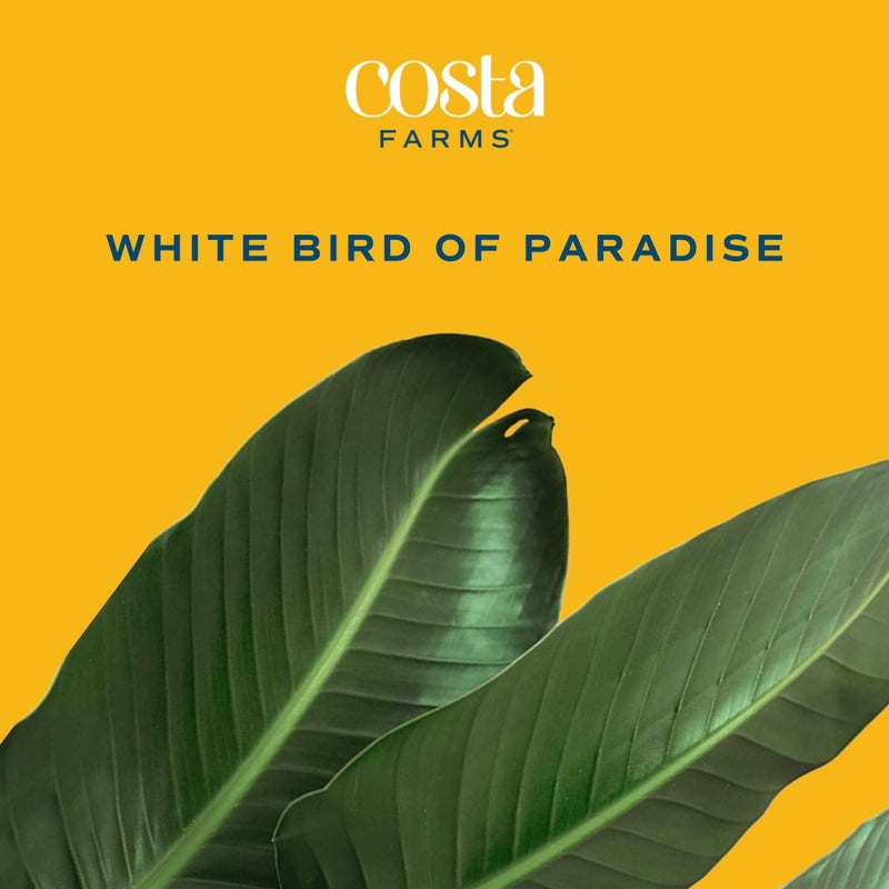 Costa Farms White Bird of Paradise Live Plant in Decorative Pot, Large Indoor Houseplant, Perfect for Home, Room, or Office Decor, Great House Warming or Birthday Gift, 2-3 Feet Tall - Image 3