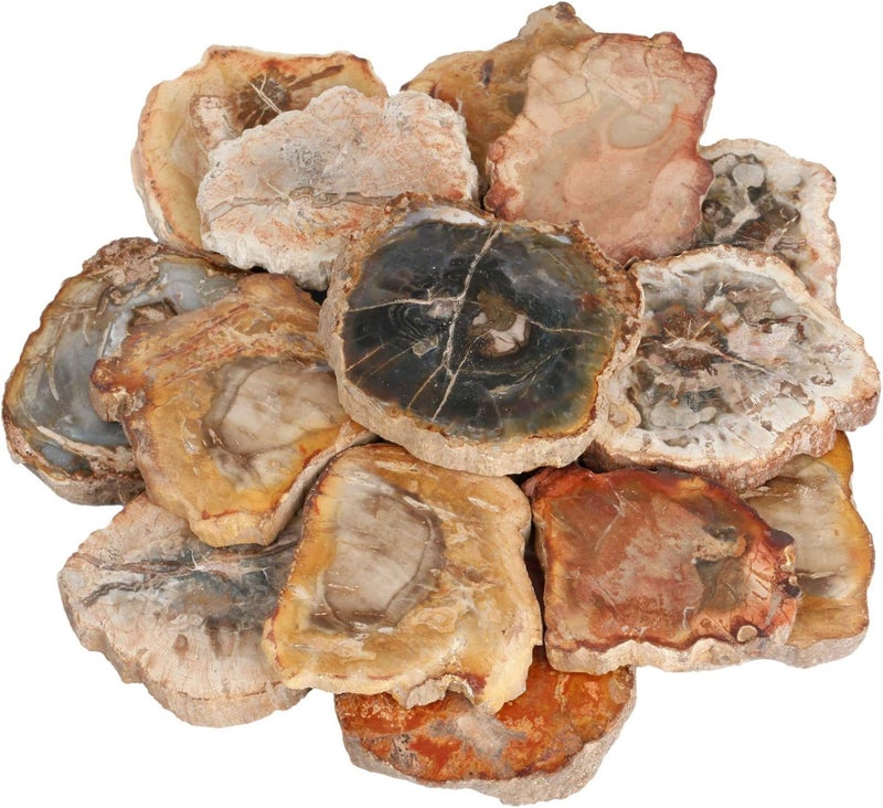 SUNYIK Irregular Natural Petrified Wood Slab Slice Stone Mineral Specimen 1.5"-3", Pack of 4