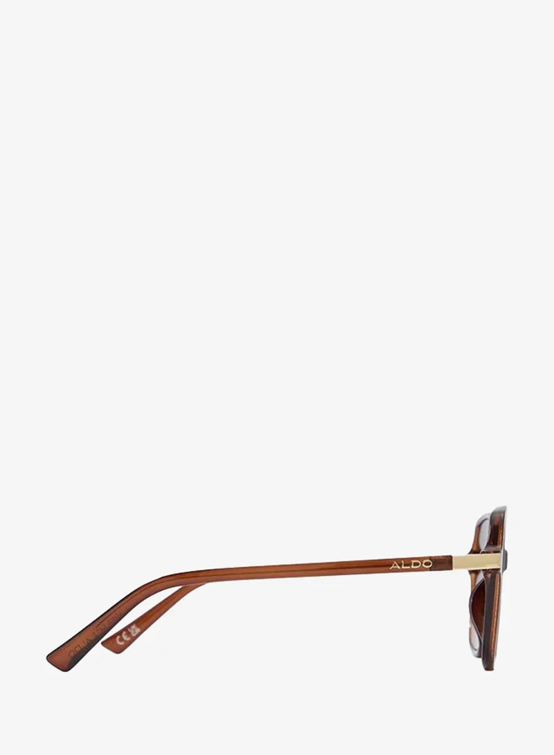 Aldo  Paollaa-B Ladies Brown Sunglass for Women | Best Price UAE