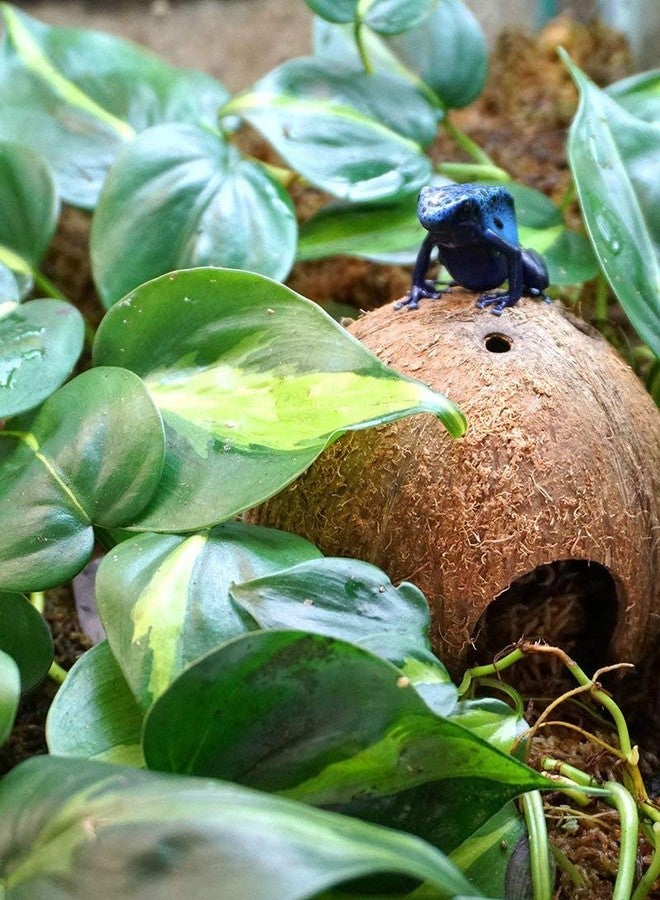 T-Rex ReptileTerrarium Décor - Dome Home - Image 2