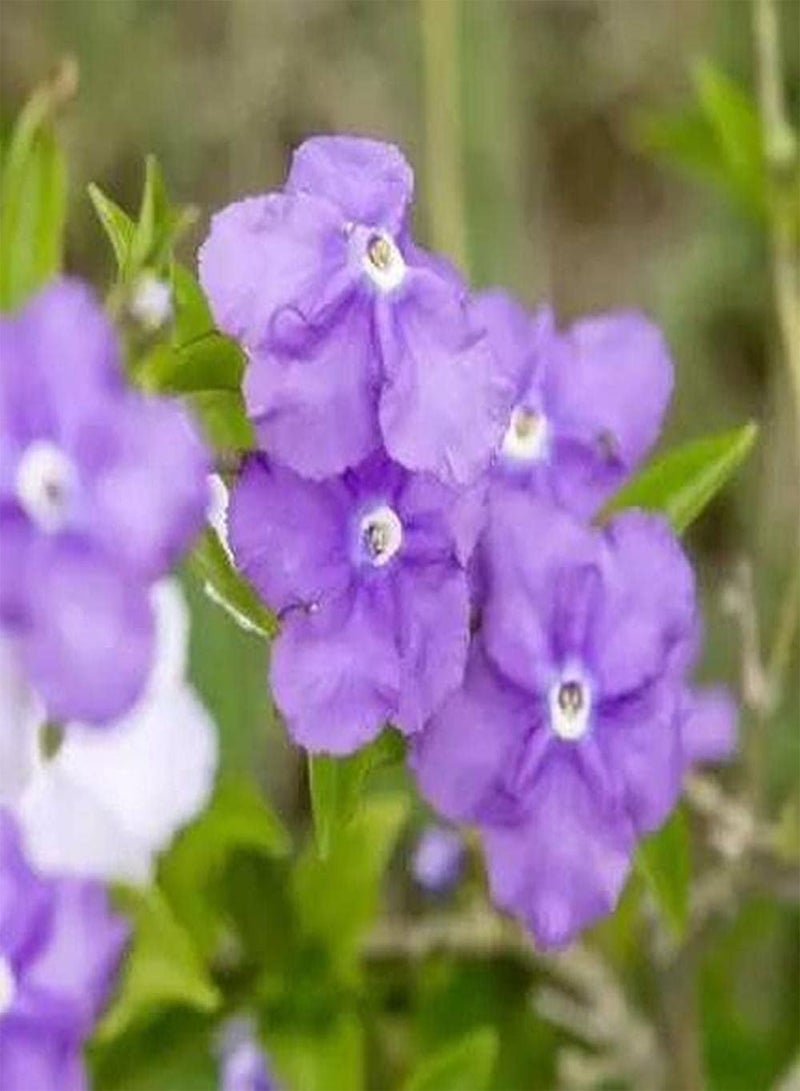 GGOOT 30pcs Jasmine Seeds Grow Your Own Unique Purple Jasmine Strong Adaptability Easy to Maintain Add Color to Your Home Garden - Image 1