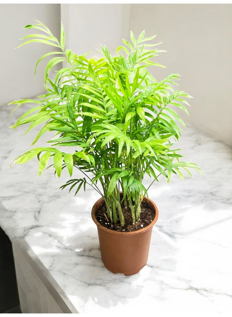 Bamboo Palm  Live Indoor Air Purifying Plant for Home and Office Décor | Elegant Tropical Green Leaves  Low Maintenance Indoor Palm in Decorative Pot
