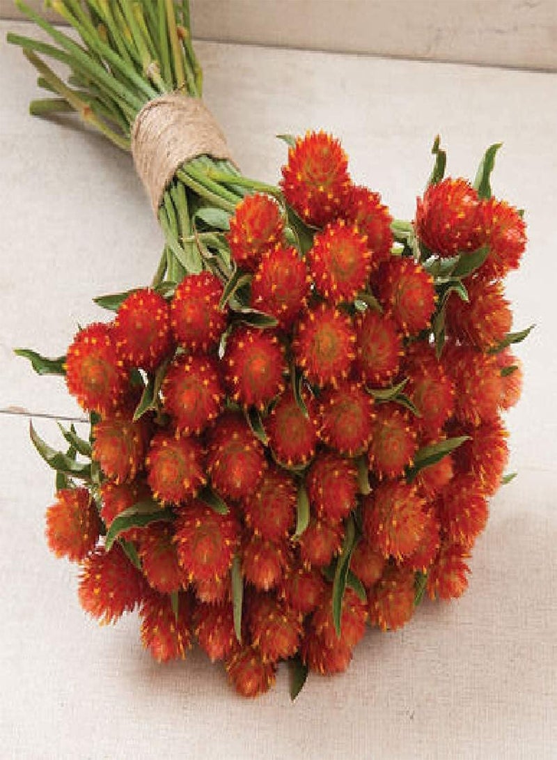 GGOOT Flower Gomphrena Orange 50 Non-GMO, Heirloom Seeds - Image 1