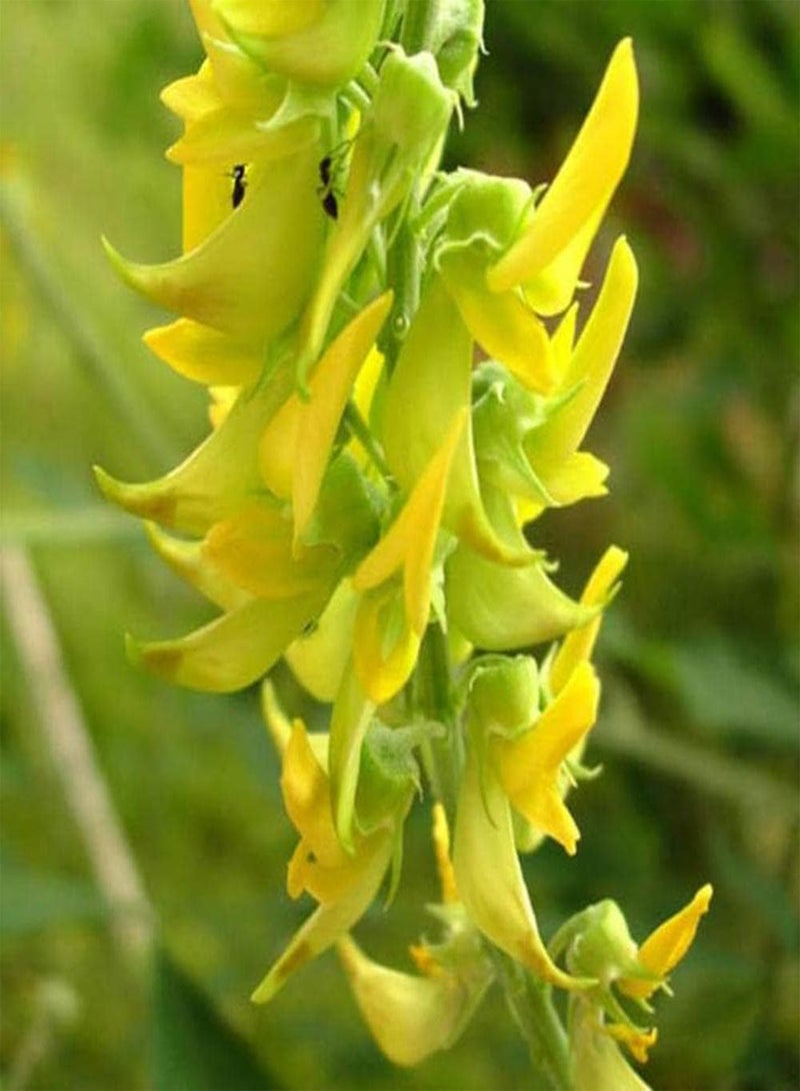 جي جوت 50 قطعة من بذور الكروتالاريا المزروعة في الدفيئة على مدار العام سهلة الصيانة ومناسبة لأي شخص يريد الزراعة - Image 1