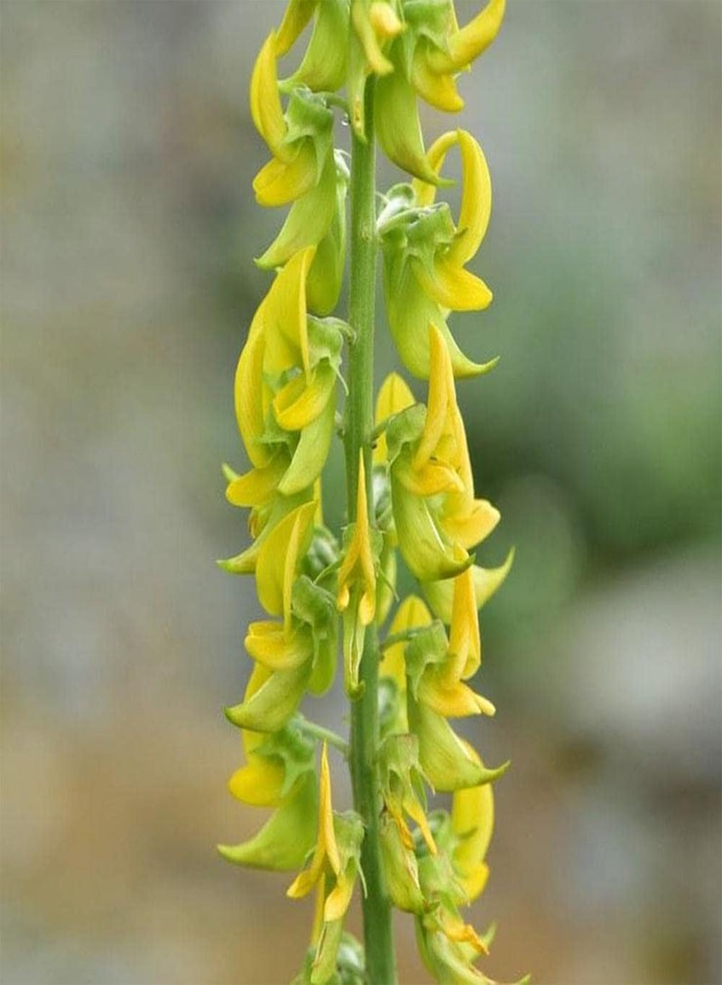 جي جوت 50 قطعة من بذور الكروتالاريا المزروعة في الدفيئة على مدار العام سهلة الصيانة ومناسبة لأي شخص يريد الزراعة - Image 2