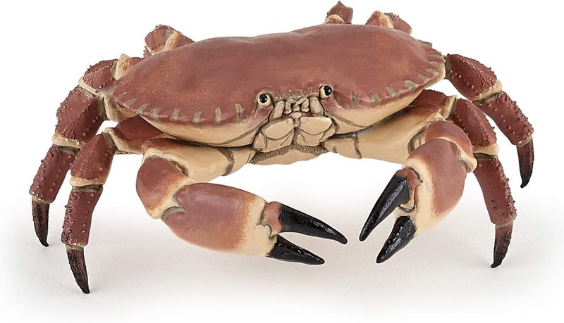 Papo تمثال بحري تعليمي من بابو  CRABE REALISTE  للأطفال من عمر 3 سنوات  عالم البحر  مطلي يدويًا  يحفز الخيال  8 سم × 75 سم × 25 سم  لعبة تعليمية  فكرة هدية  سرطان البحر الواقعي - Image 1