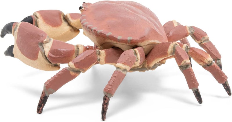 Papo تمثال بحري تعليمي من بابو  CRABE REALISTE  للأطفال من عمر 3 سنوات  عالم البحر  مطلي يدويًا  يحفز الخيال  8 سم × 75 سم × 25 سم  لعبة تعليمية  فكرة هدية  سرطان البحر الواقعي - Image 4